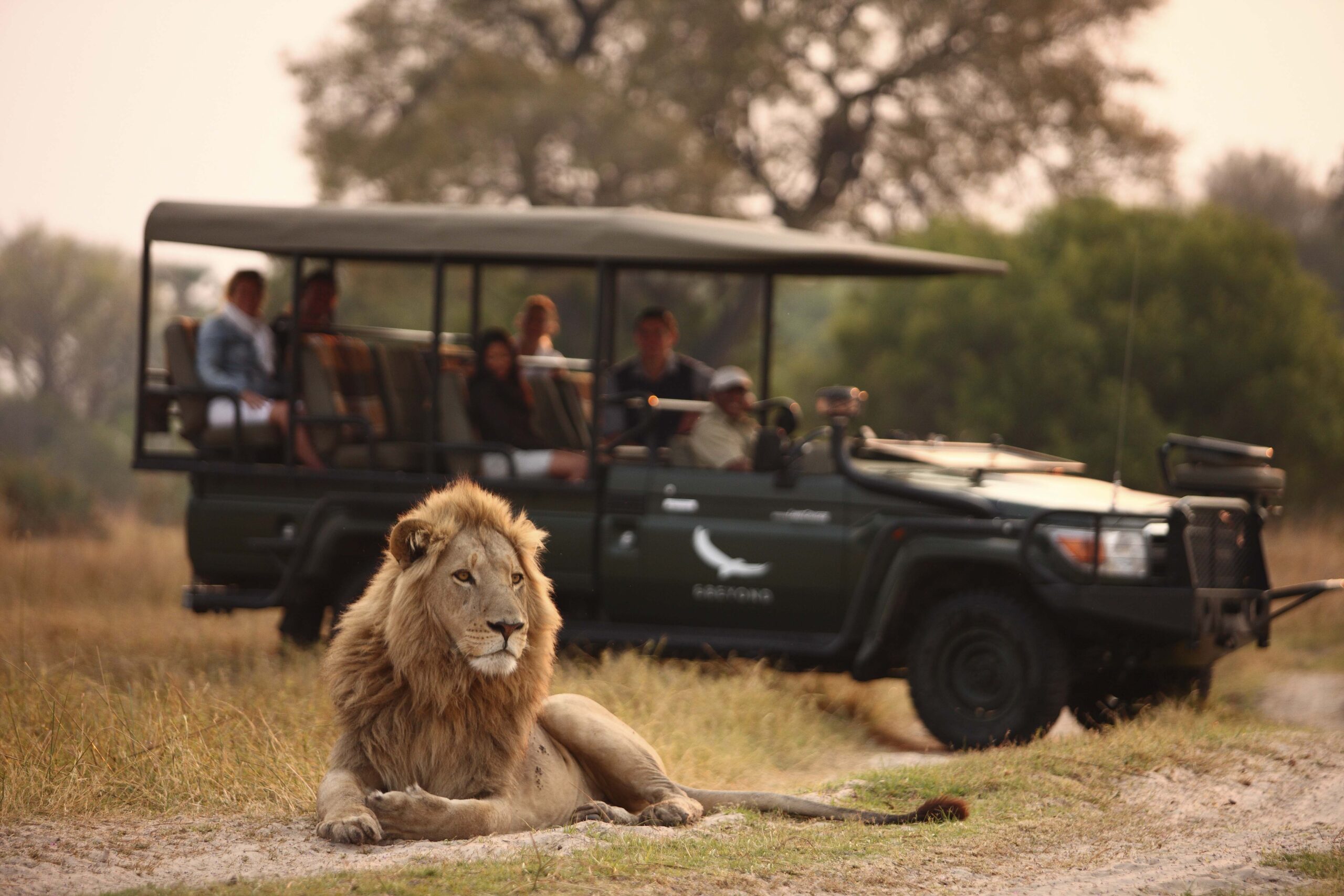 Lion-on-a-safari-game-drive-andBeyond-Sandibe-_2_