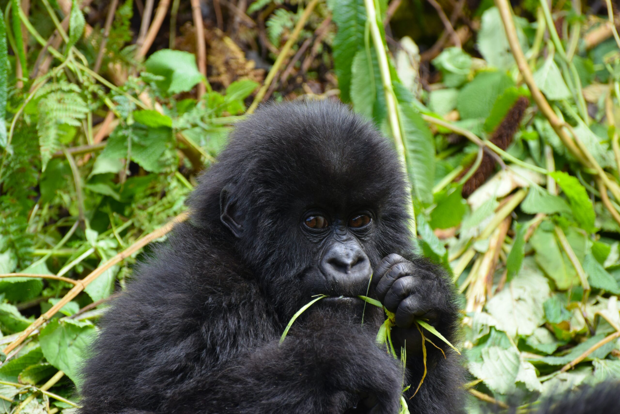 Gorilla Trekking in Rwanda