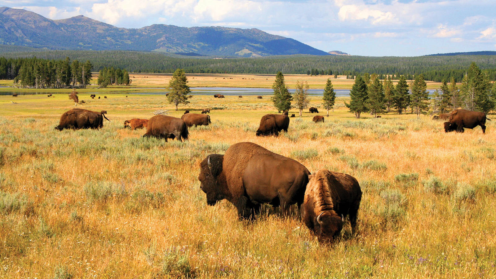 Yellowstone Bison-min